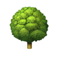 本草